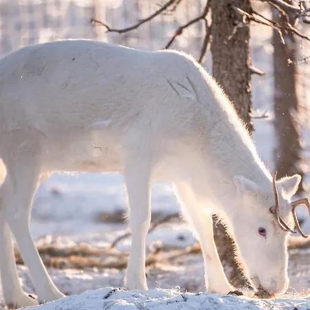 Apartamento With Sauna In On The